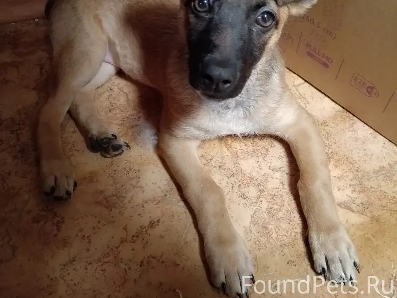 Найден щенок, Воронеж, ул. Юлюса Янониса