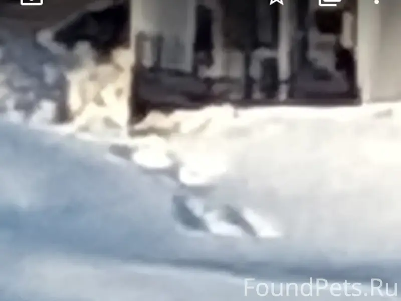 Пропала собака, Березники, р-н Дома учителя