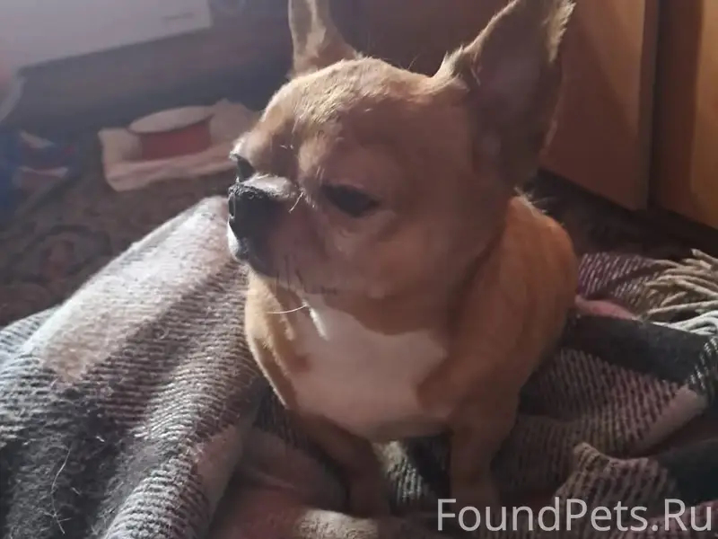 Найден кобель, Орехово-Зуево