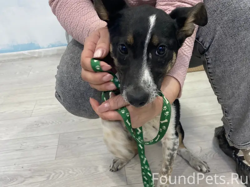 Найден щенок девочка, район кафе Атмосфера