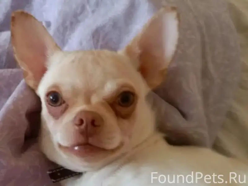 Пропал кобель Шанди, Первомайский переулок