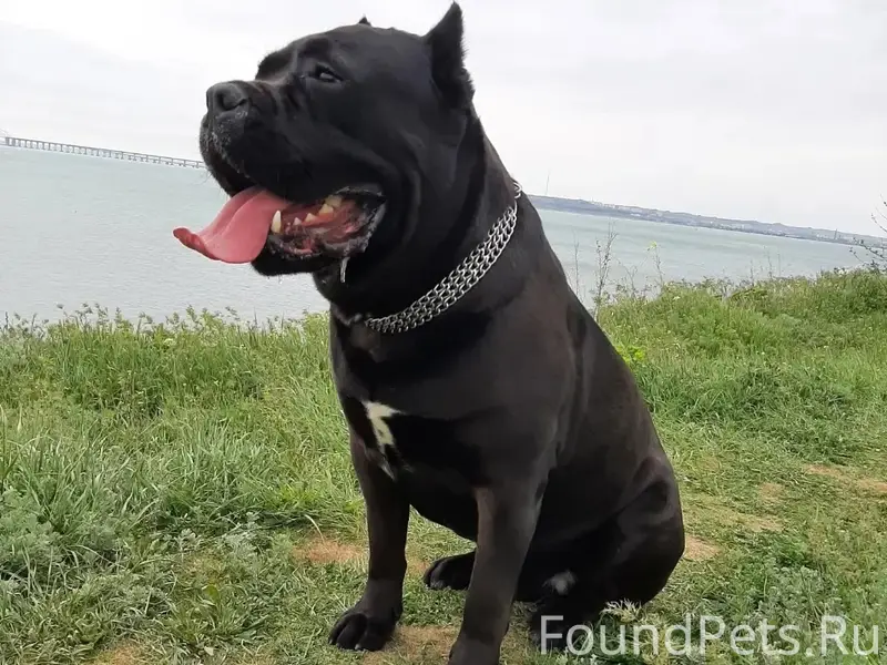 Пропал кане корсо, район Чкалова-Годыны, Керчь