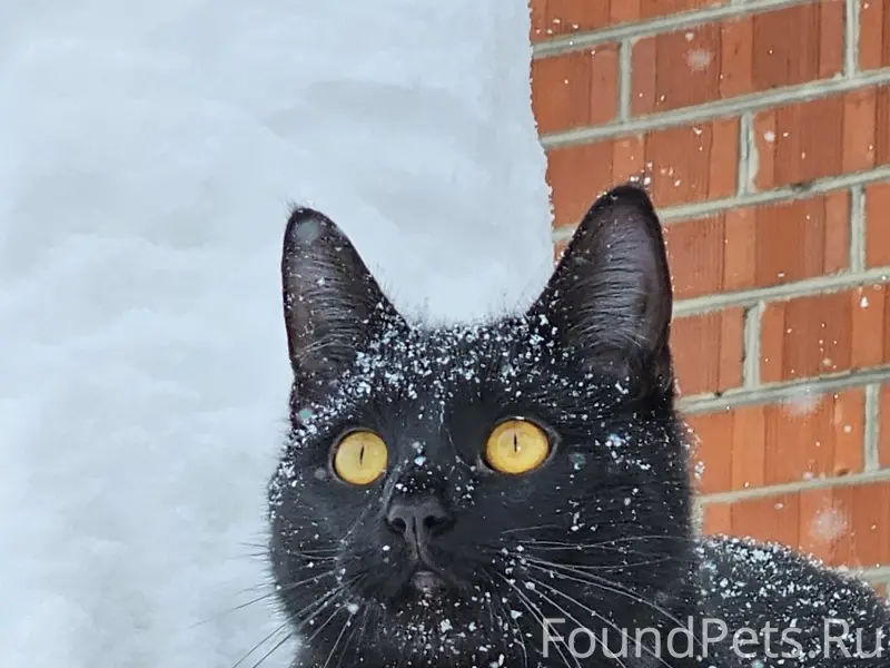 Пропал чёрный кот в белом ошейнике, С. Ульяново