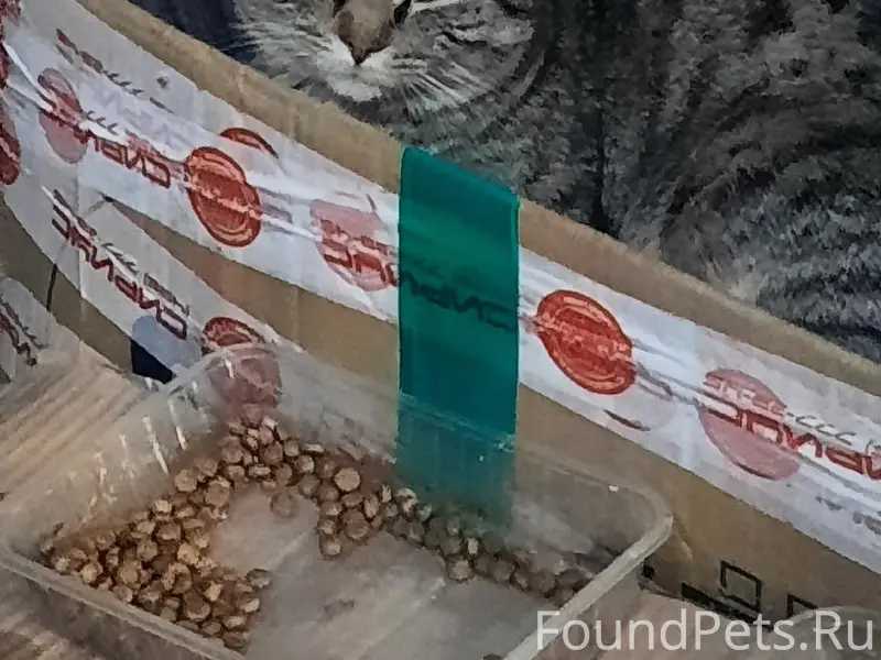 Пропала кошка Муся, Екатеринбург (Кировский район)