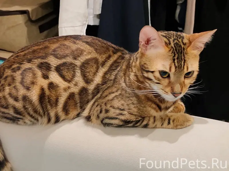 Пропала кошка Бета, улица Чехова (Тельмана)