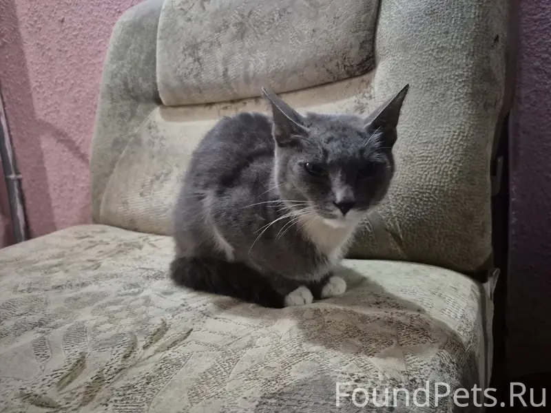 Найден котёнок, Юность, ул. Фрунзе