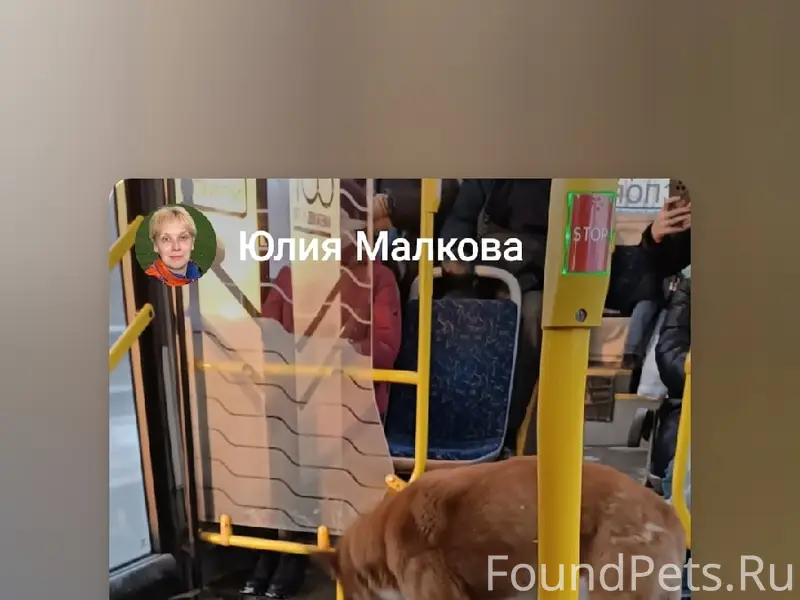 Пропала собака, место последней видимости — 67 автобус