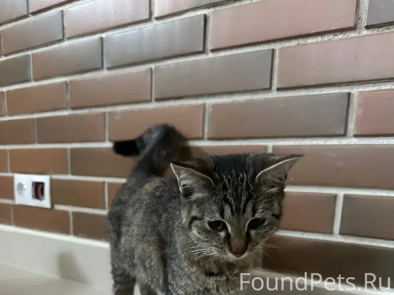 Пропала кошка, Кострома, улица Беговая