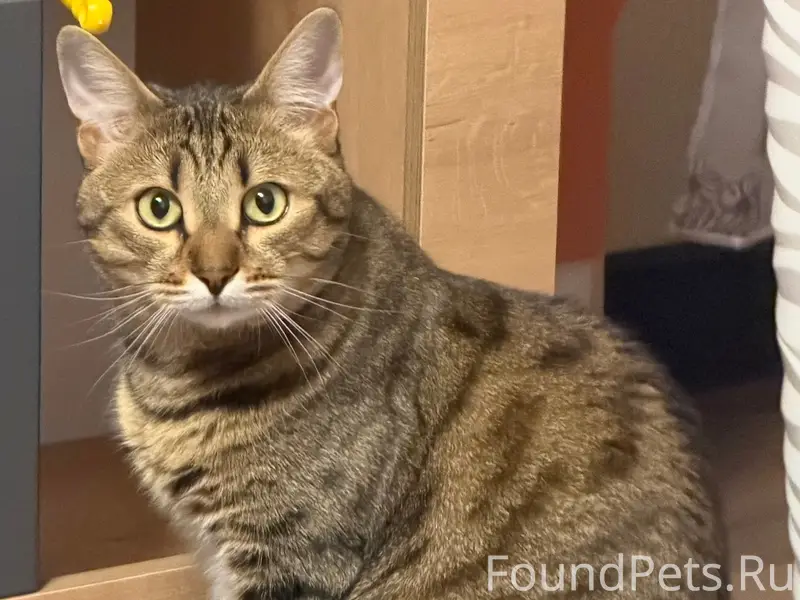 Пропал кот Тима, Фрунзе 6