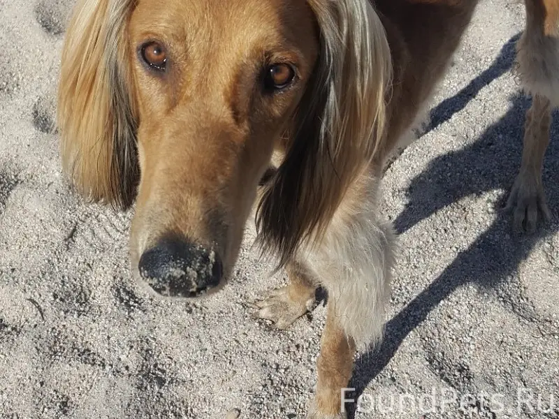 Пропал тазы, Алматы