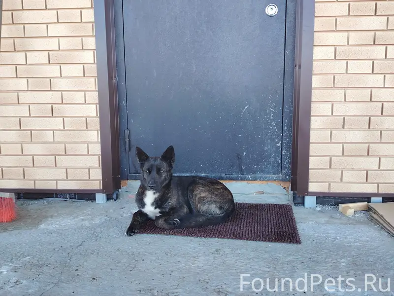 Найден пёс, возможно, потерялся, ул. Жемчужная