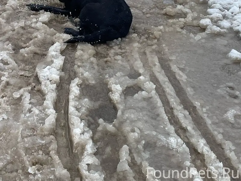 Найден лабрадор, проспект Энгельса, Березовый Сад