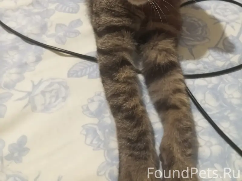 Пропал кот Васька