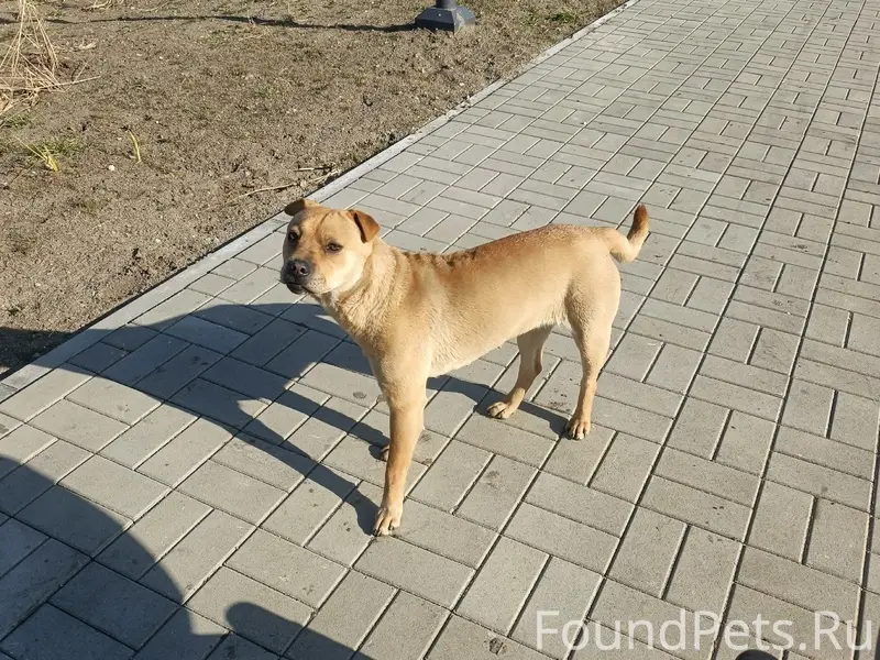 Пропала девочка, похожа на метиса шарпея, район колледжа