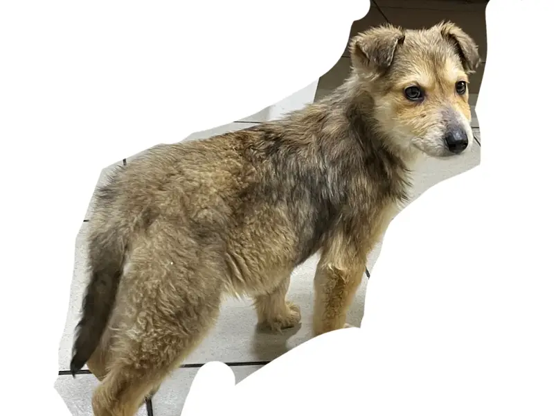 Пропала собака, район Завода, район 1 Мая