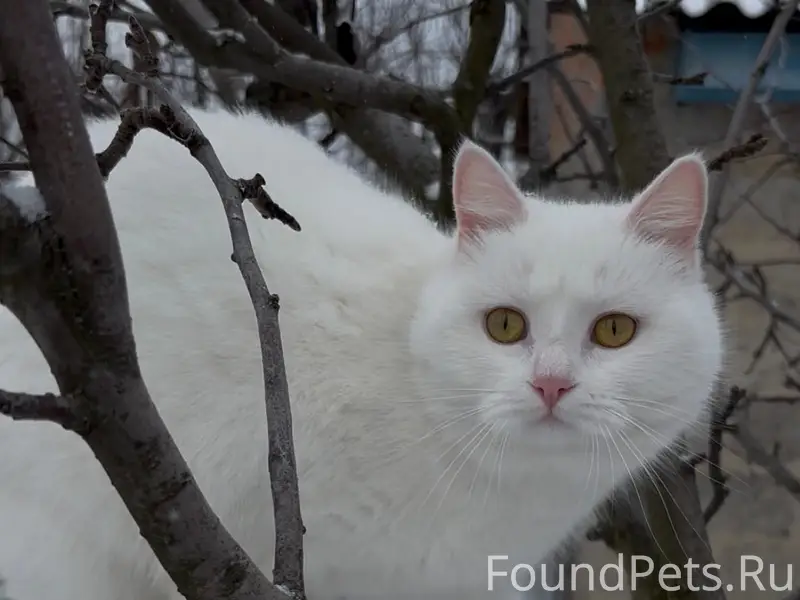 Пропала белая кошка Умка, район 40 школы