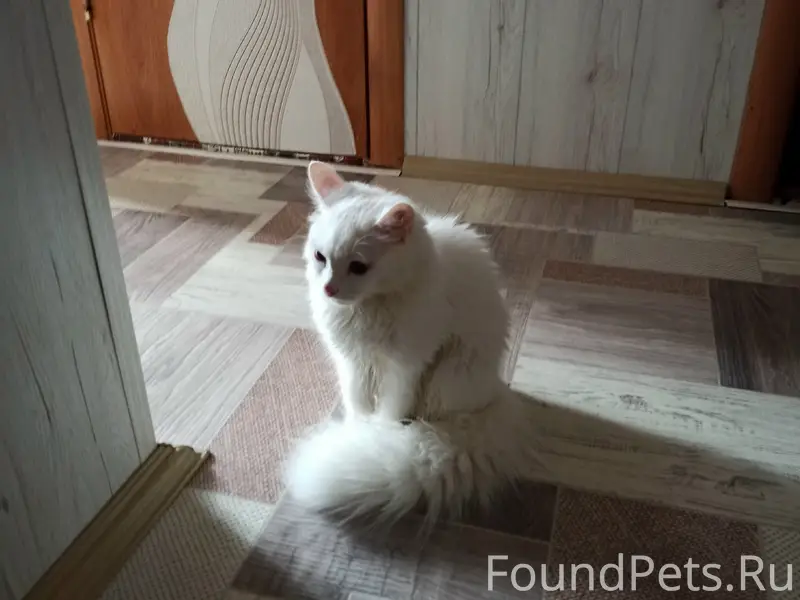 Найдена кошка, Садовая