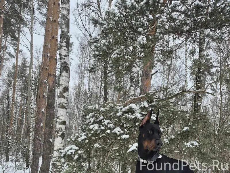 Пропал Трой, с. Петровское