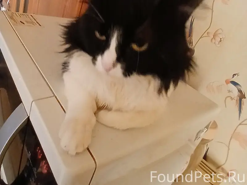 Пропал кот Барсик, Захолынка/Лесная улица