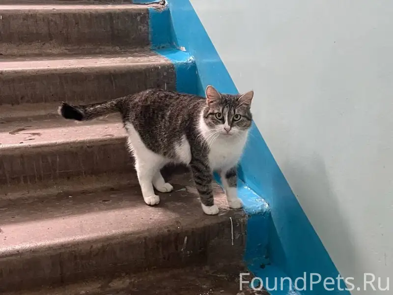 Найден серо-белый кот, Нижнекамск
