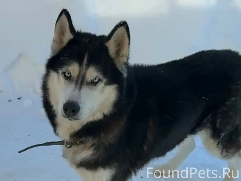 Пропал хаски Локи, Октябрьский район