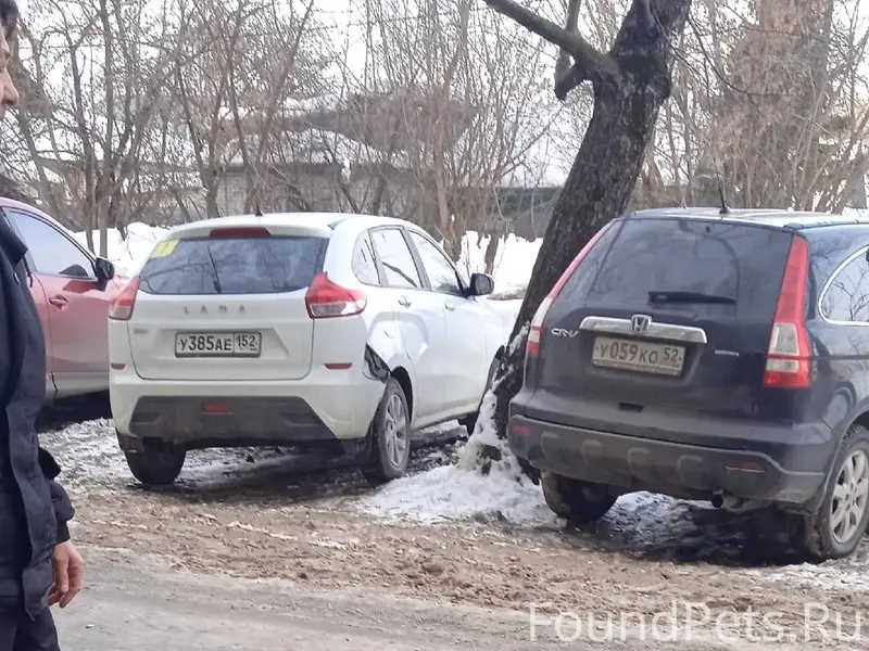 Пропал Русский спаниель Мартин, Василий Иванова 36