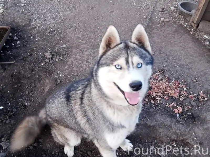 Пропал Хаски, зелёный ошейник, с. Кочетовка
