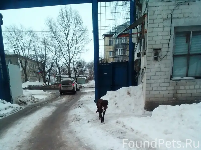 Найден пёс, Локомотивная, 8