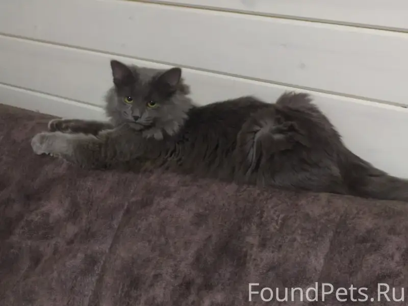 Пропал кот, улица Лесная