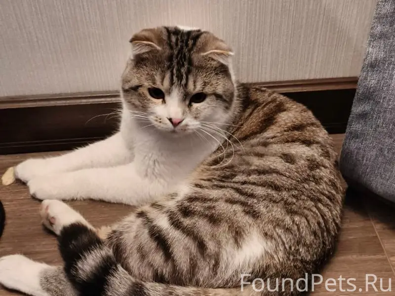 Найден кот, Адмирала Лазарева