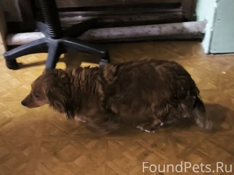 Найден пёс, найденная собака на ул. Свободы