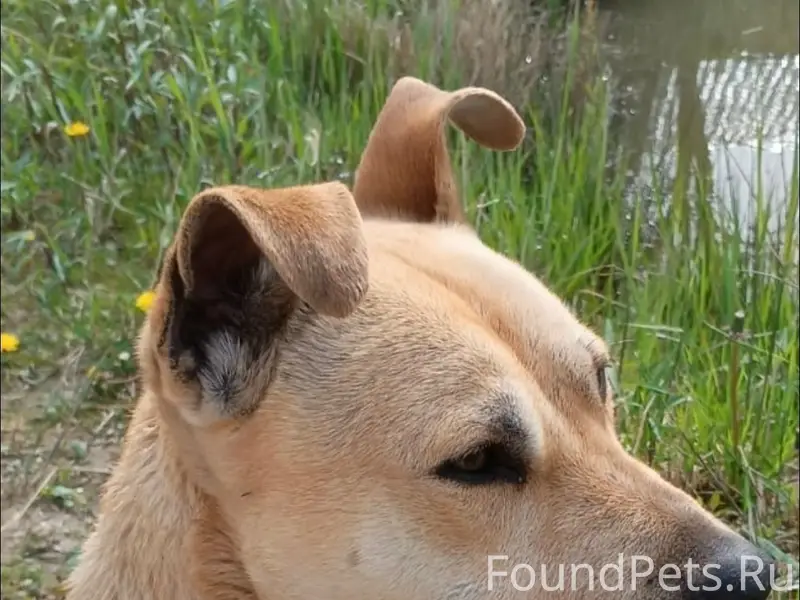Пропал стаффордширский терьер, п. Голубево снт Юбилейный