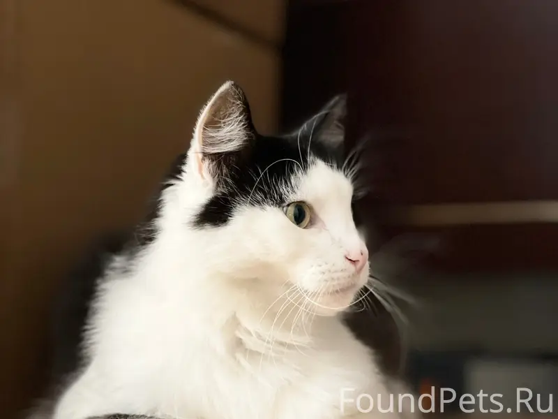 Пропал кот Скромняш, Волоколамск р-он Щекино