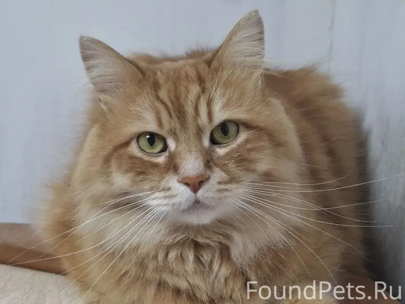 Пропал рыжий кот Чаппи, Фабричная