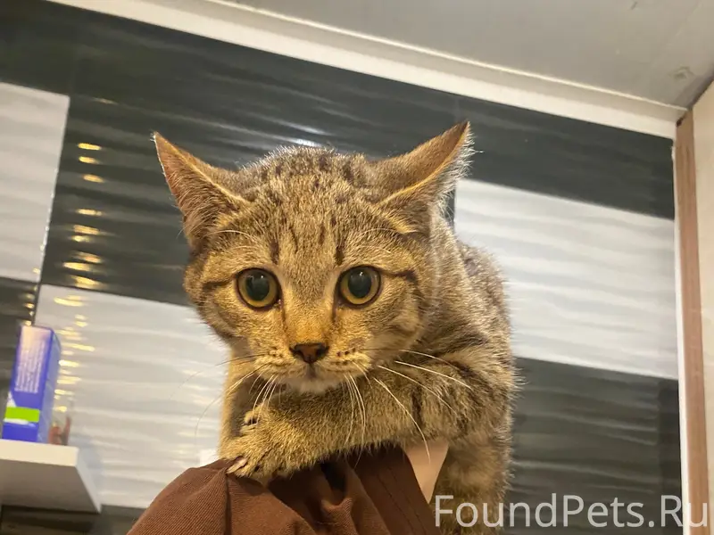 Найден котёнок, Великий Новгород