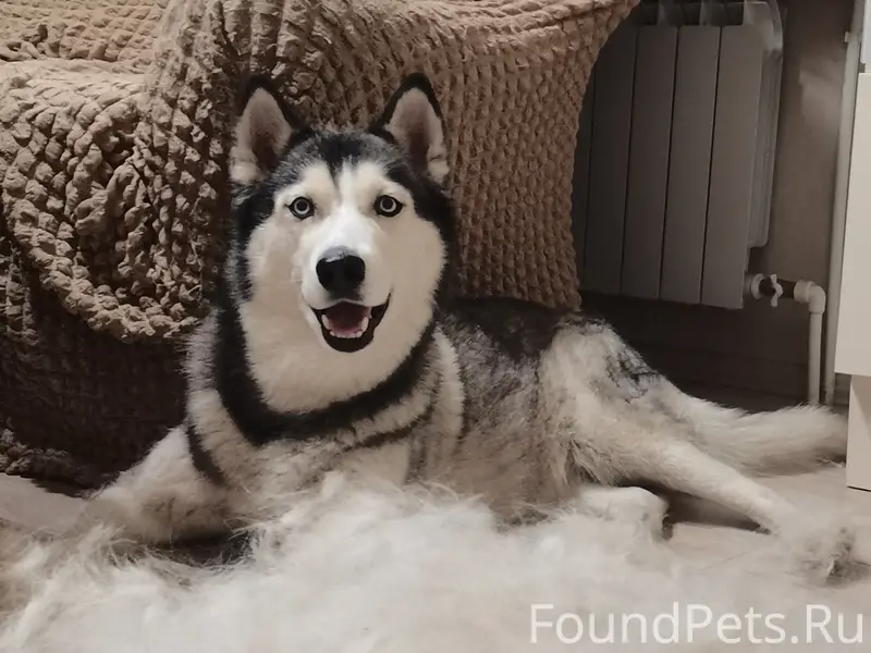 Пропала хаски 