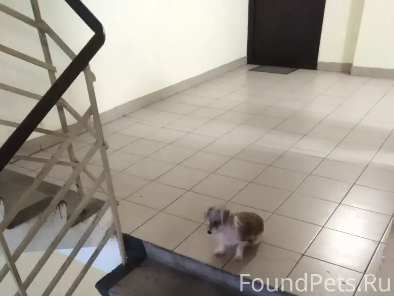 Пропал котёнок, ул. Мерецкова