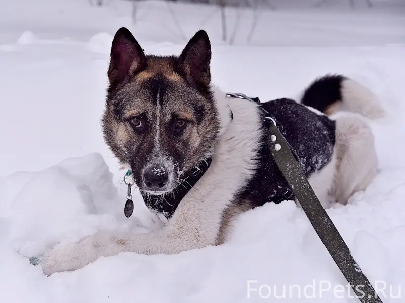 Найден пёс Север, Пушкинский район