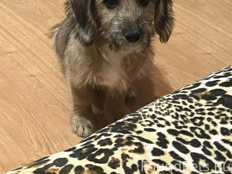 Пропал щенок Барни, Вилейка