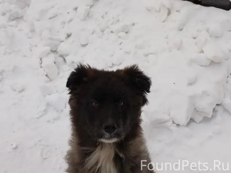 Найден щенок, Горбуново