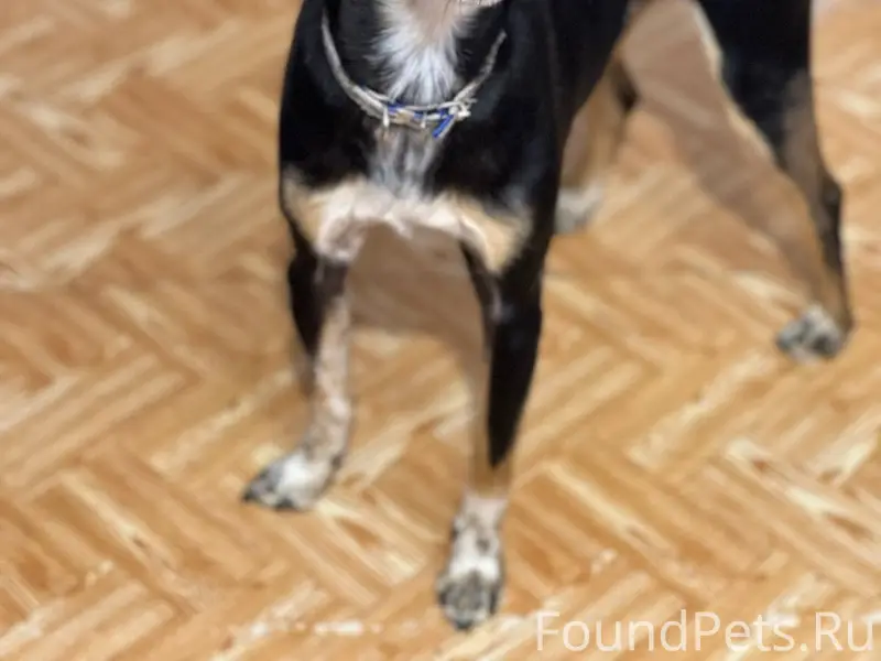 Найденна собака, Восточная 49