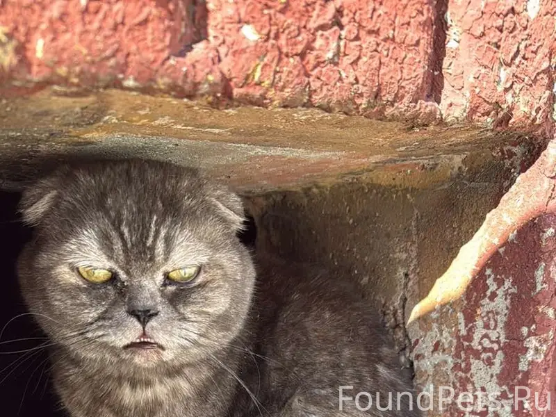 Найден кот/кошка, Шмидта