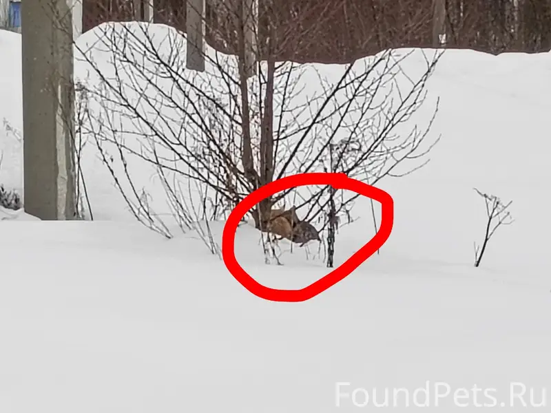 Найдены котята, остановка Садомовского поля