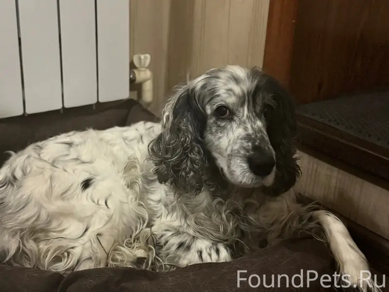 Пропал спаниель Бим, Досчатый