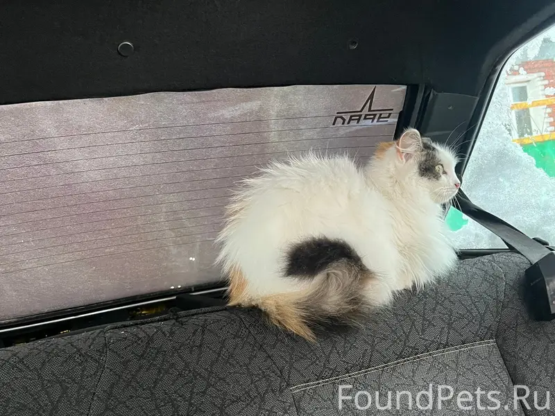 Пропала кошка Белый, с. Миловка
