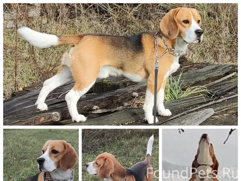 Пропал бигль Рагнар, посёлок Заречье Сараевского района