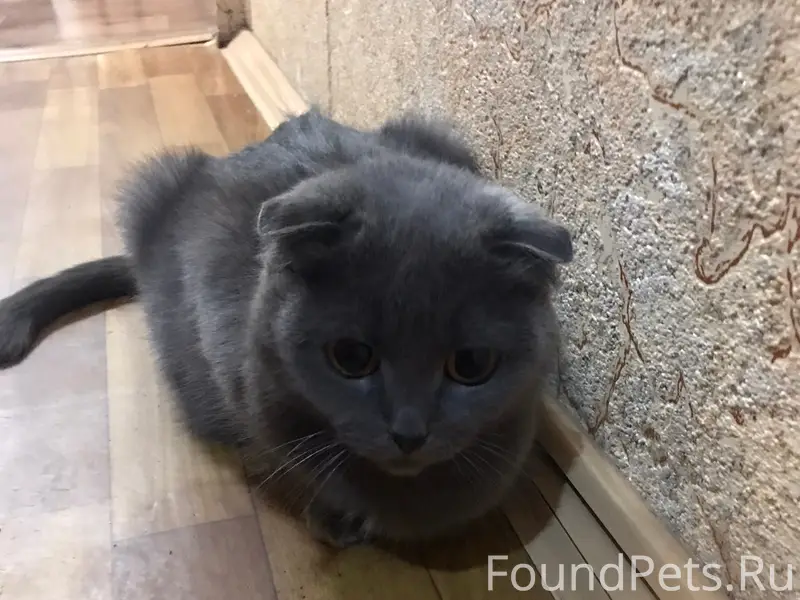 Найдена британская вислоухая кошка, без других животных