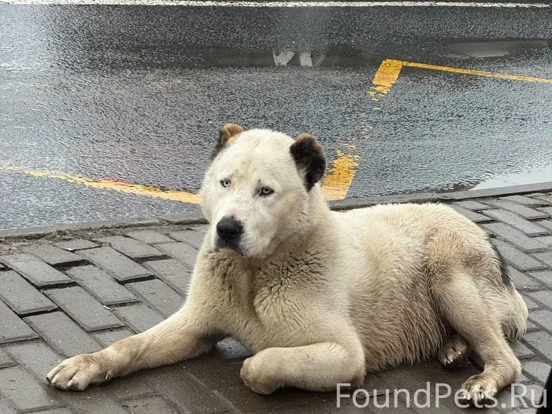 Найден пёс, остановка Комсомольское шоссе