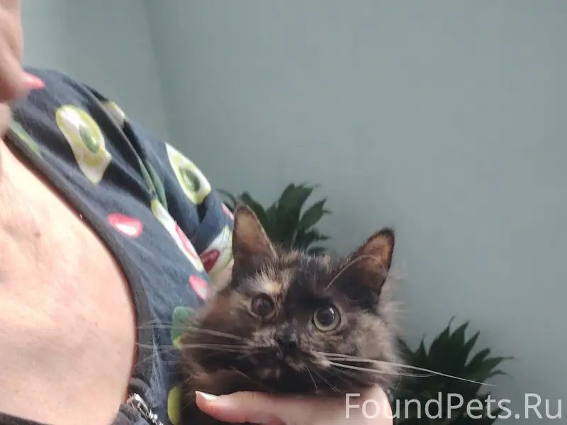 Найдена кошка, Раумская 11