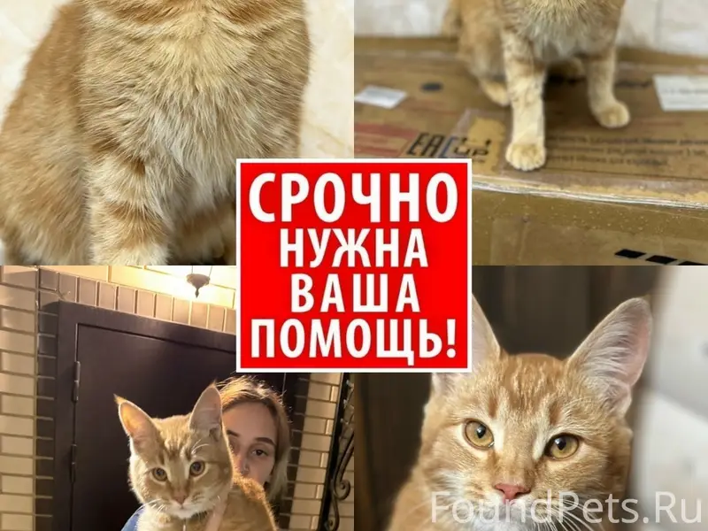 Пропал рыжий кот Котэ, Московская область